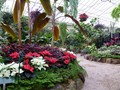 DISPLAY 3 - Tropical / Poinsettia  (6 of 7)