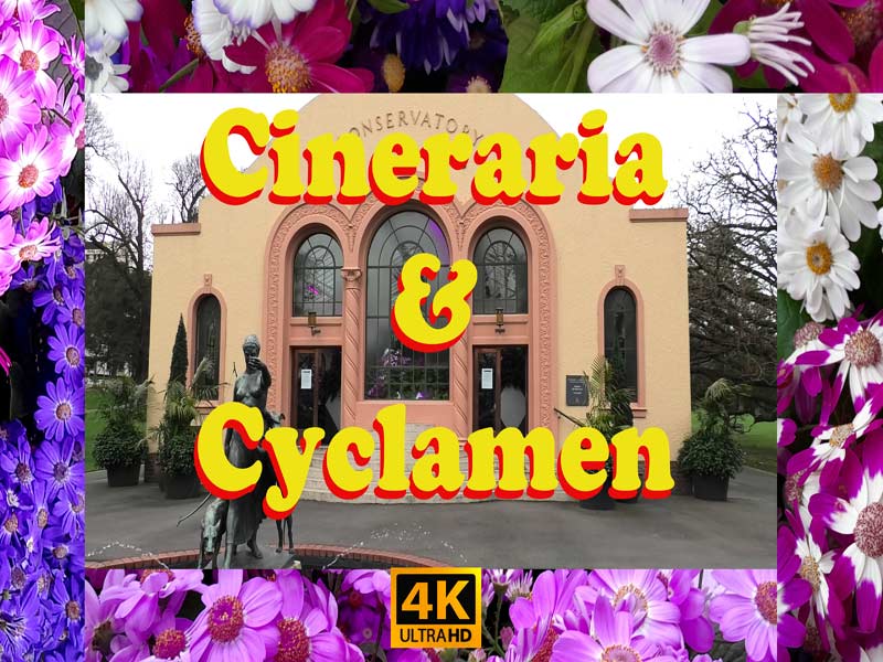 Cineraria / Cyclamen Display
