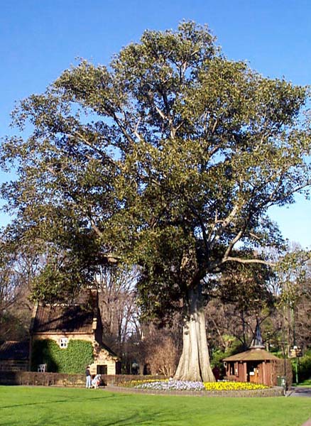 Ficus macrophylla