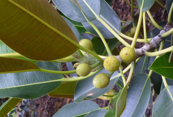 Ficus Fruit