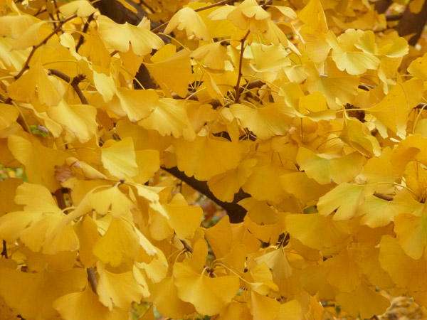 ginkgo_biloba_leaves