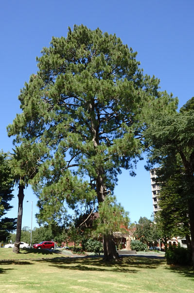 Pinus roxburghii